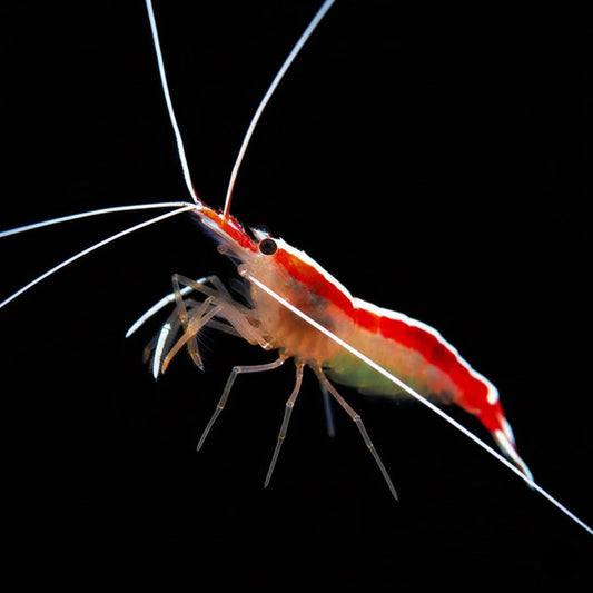 CLEANER SHRIMP