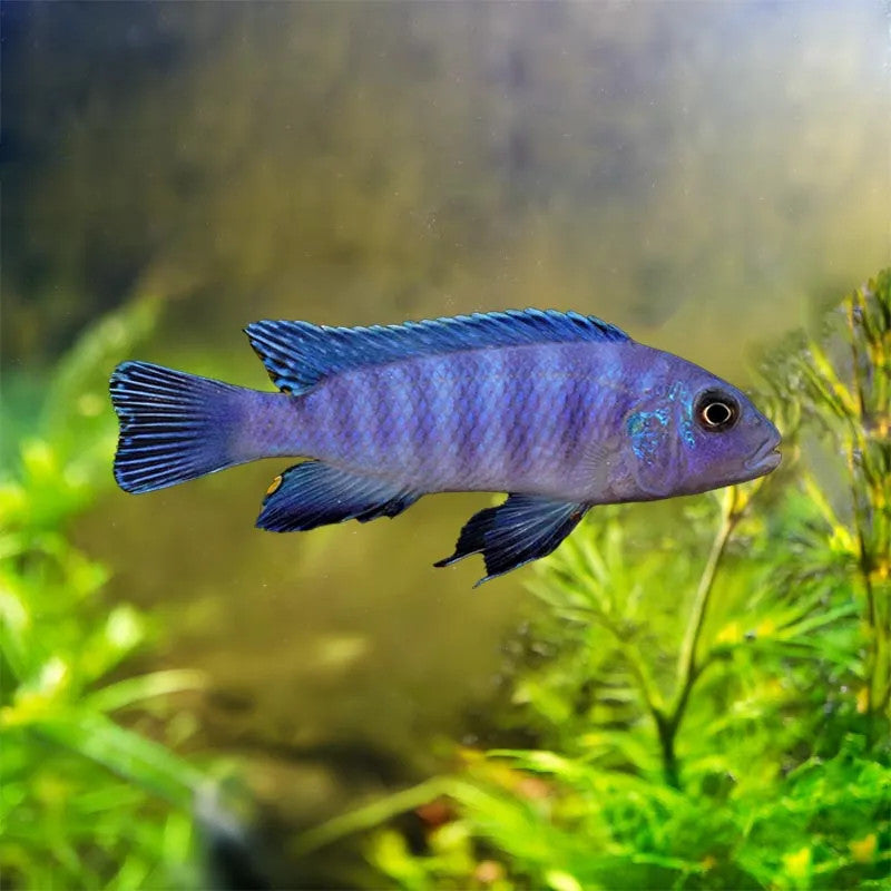 BLUE ZEBRA CICHLID