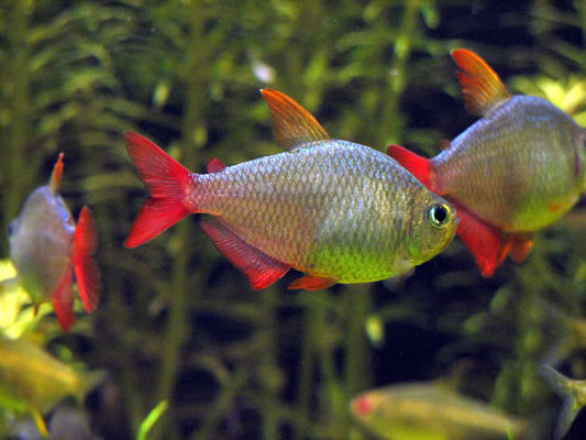 COLUMBIAN TETRA