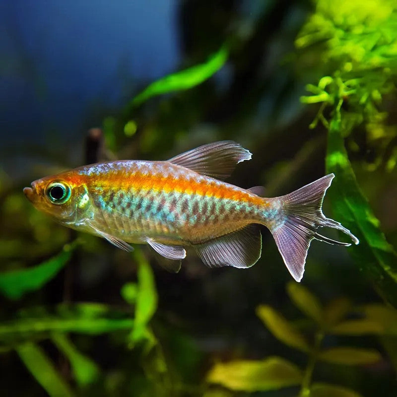 YELLOW CONGO TETRA