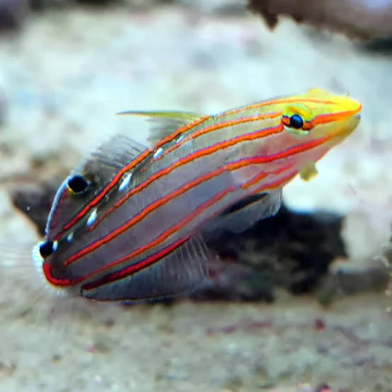 COURT JESTER GOBY