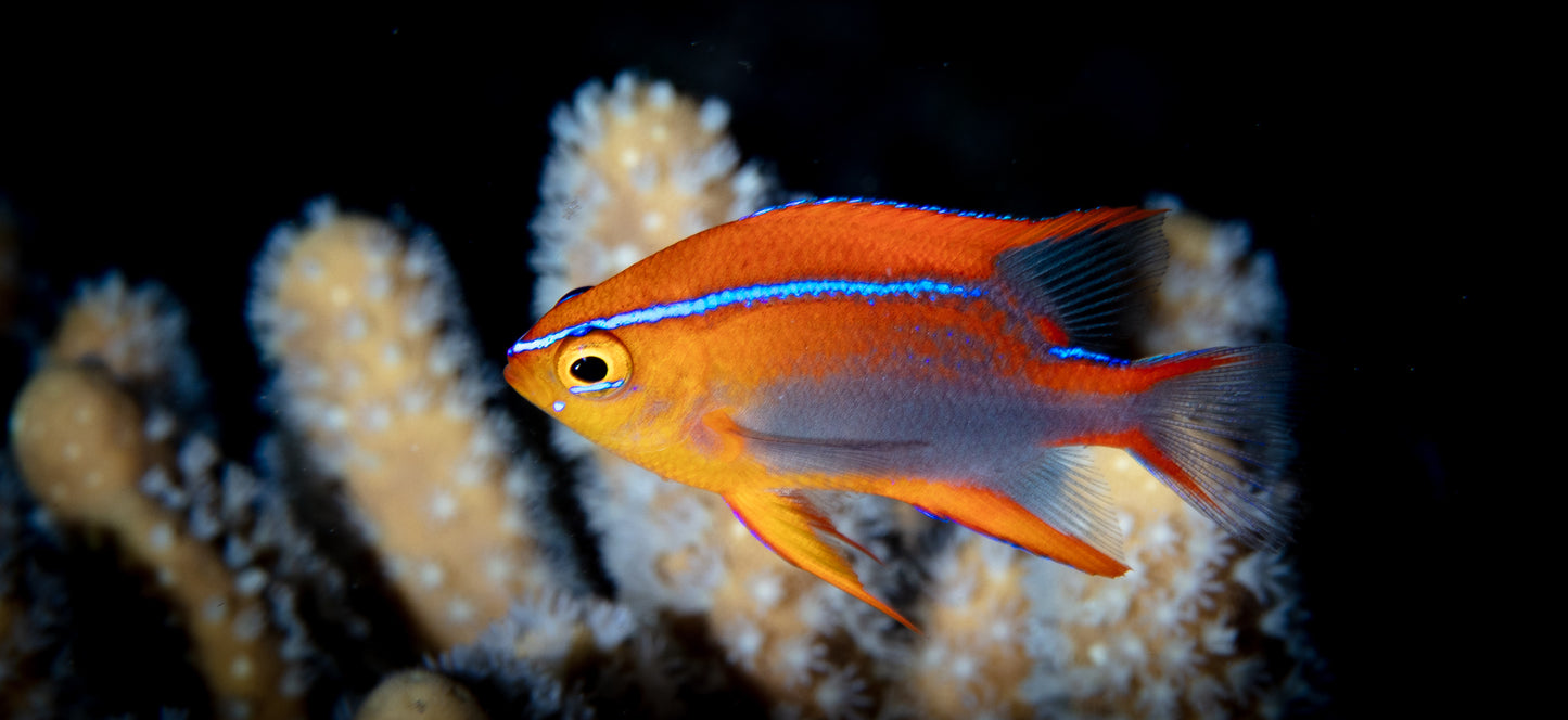 CROSS DAMSELFISH