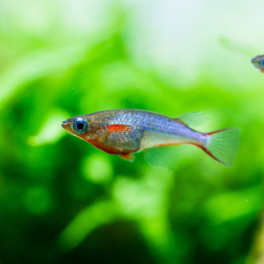 DAISY'S BLUE RICE KILLIFISH