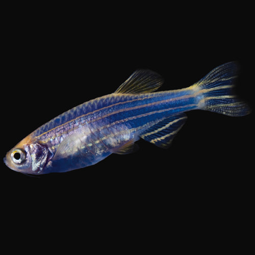 BLUE ZEBRA DANIO