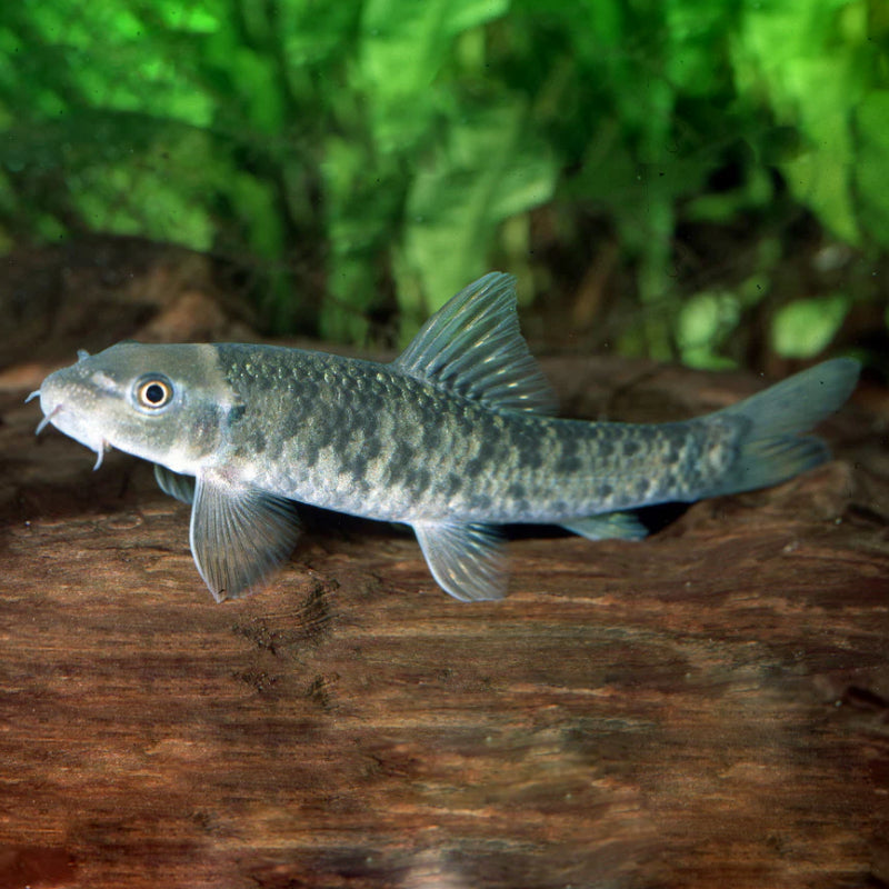 DOCTOR FISH