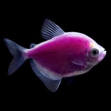 FLUORESCENT PURPLE TETRA