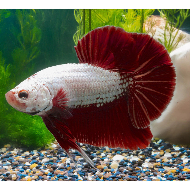 Dragonscale Betta - Male