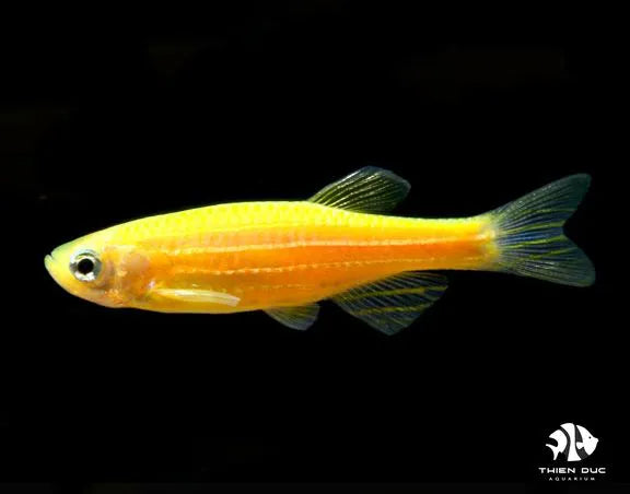 ZEBRA DANIO ORANGE