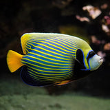 EMPEROR ANGELFISH AD