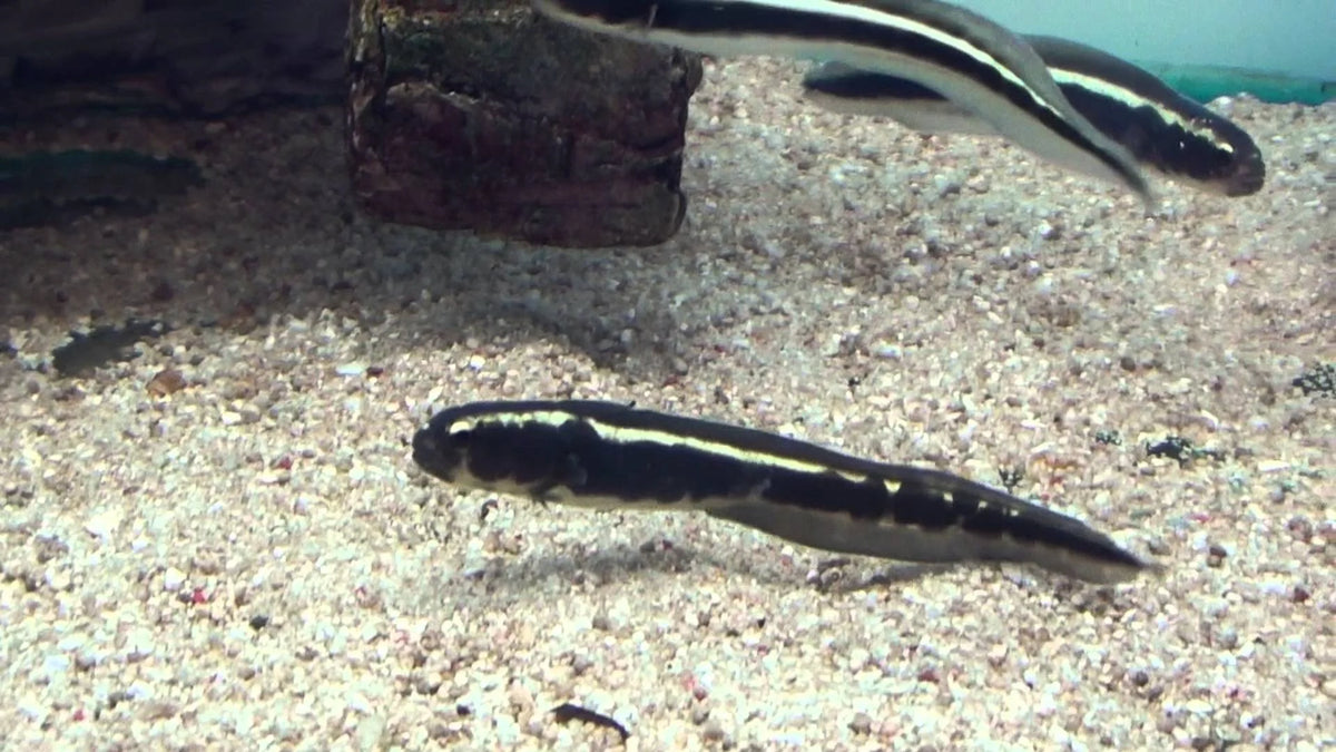 ENGINEER NEON GOBY
