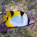 FACULA BUTTERFLY