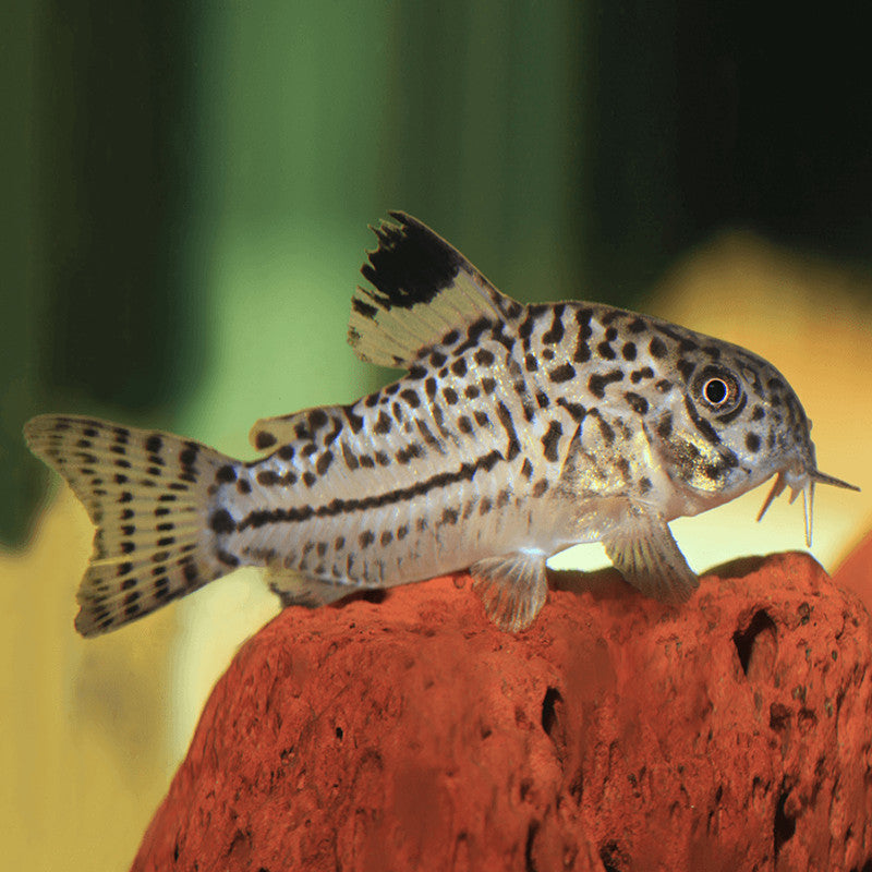 FALSE JULI CORY CATFISH