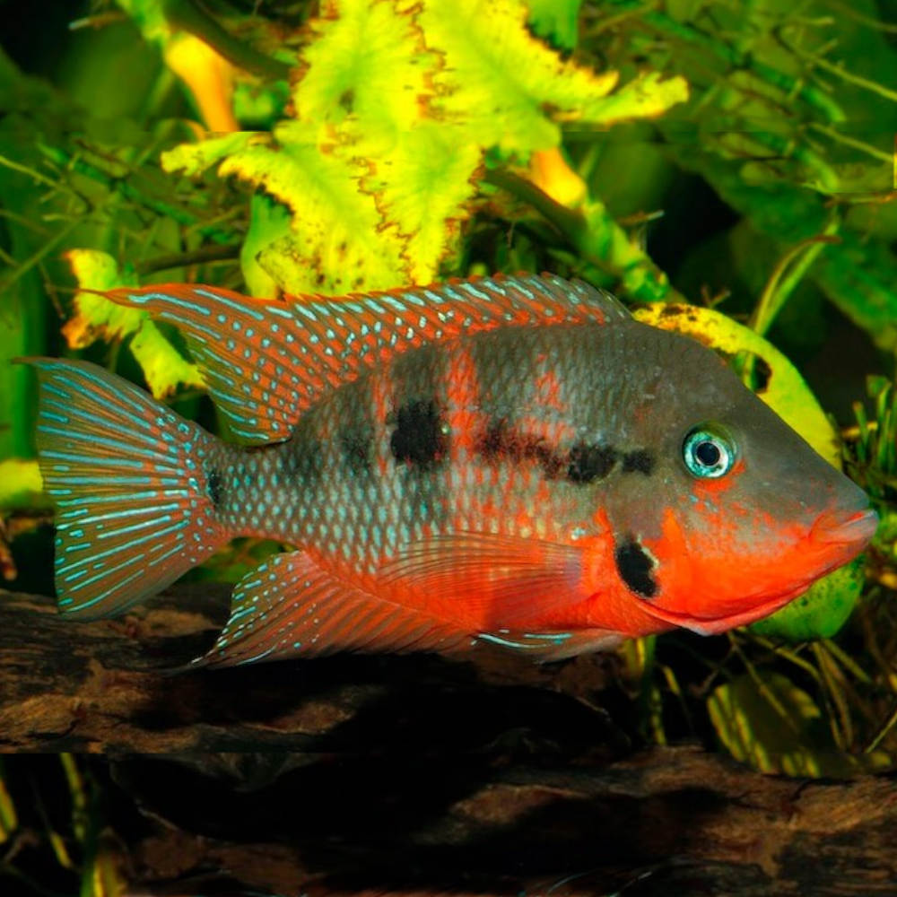 FIREMOUTH CICHLID