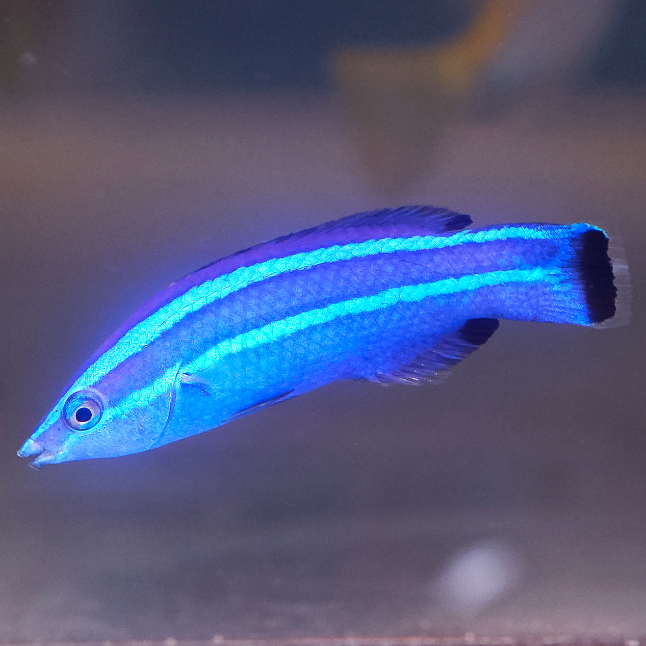 RED SEA FOUR LINE CLEANER WRASSE - Red Sea