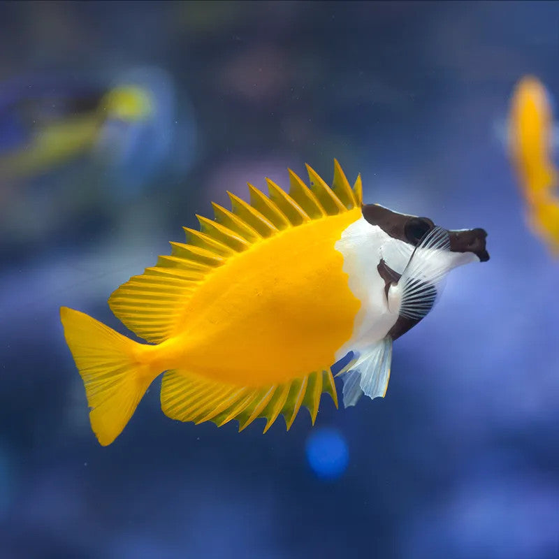 FOXFACE RABBITFISH – Tropical Fish International