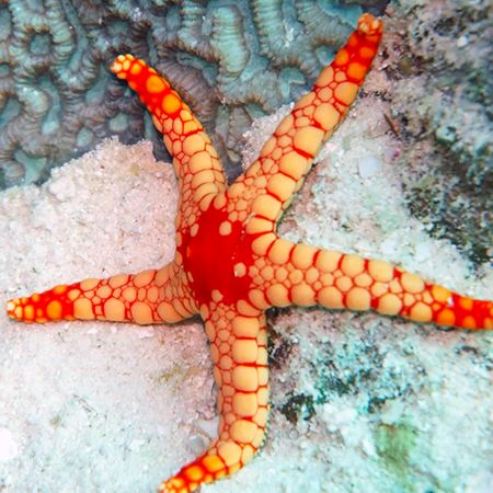 RED MARBLE STAR