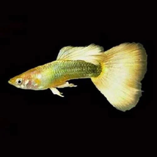 FULL GOLD GUPPY PAIR