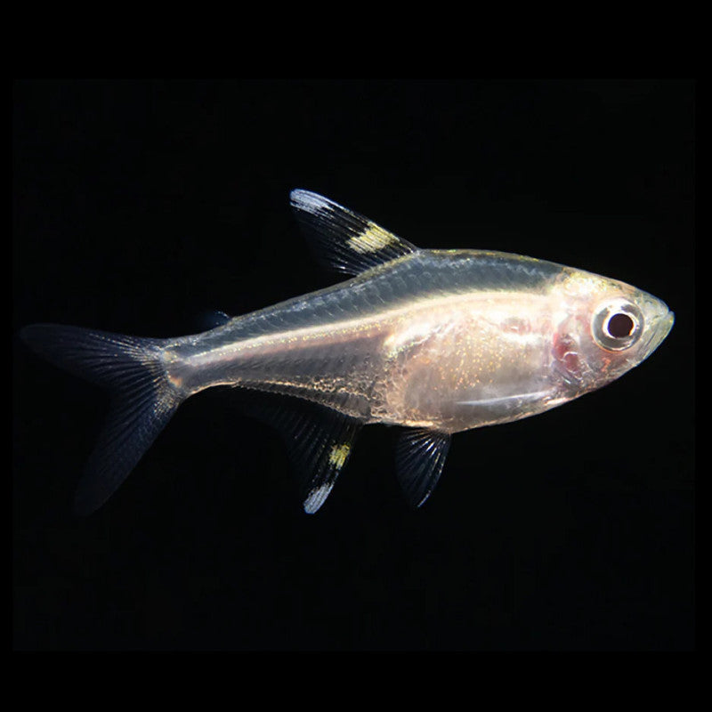 GOLDEN PRISTELLA TETRA