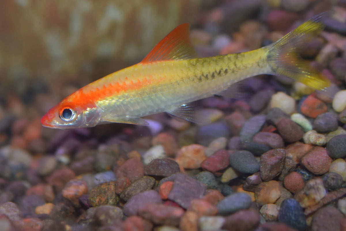 DENISON BARB GOLD