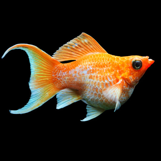 GOLDEN BALLOON MOLLY