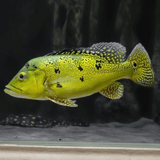 CICHLA KELBERI