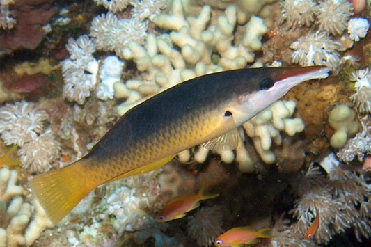 BROWN BIRD WRASSE FEMALE