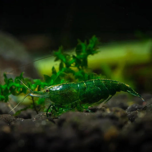 GREEN JADE SHRIMP