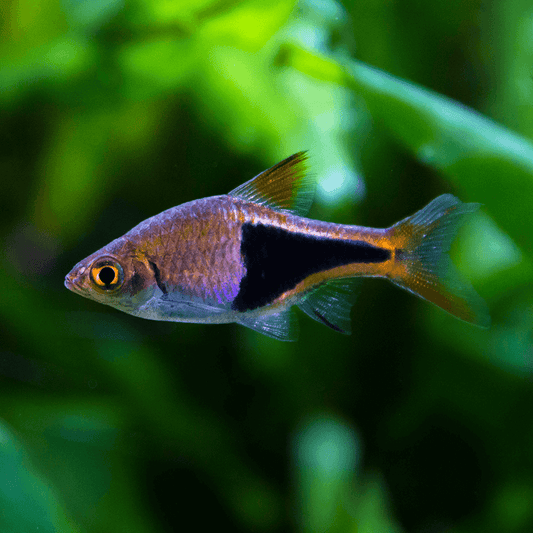 HARLEQUIN RASBORA