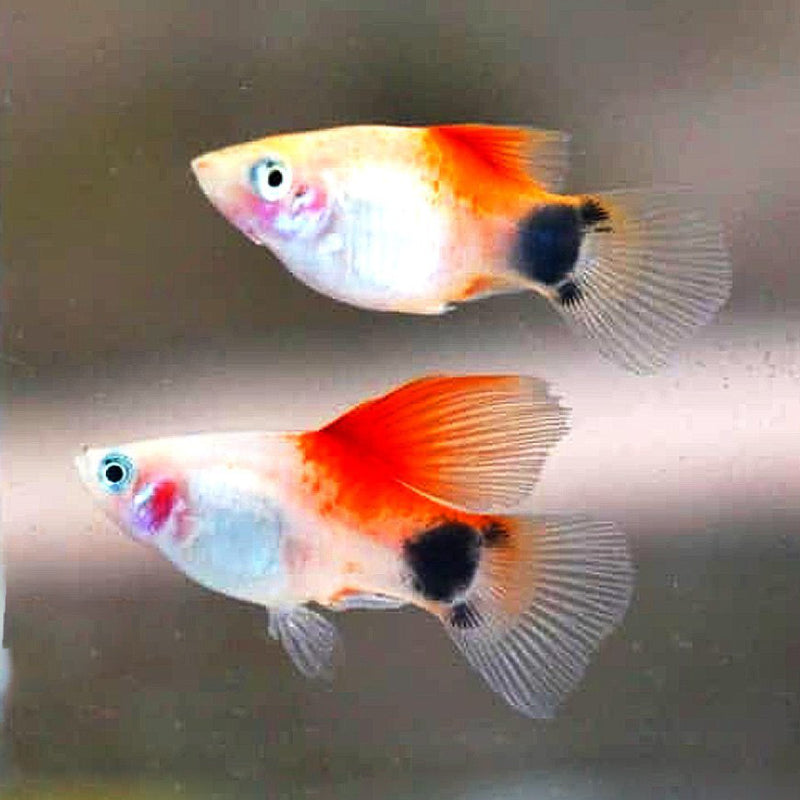 MICKEY MOUSE HI-FIN PLATY