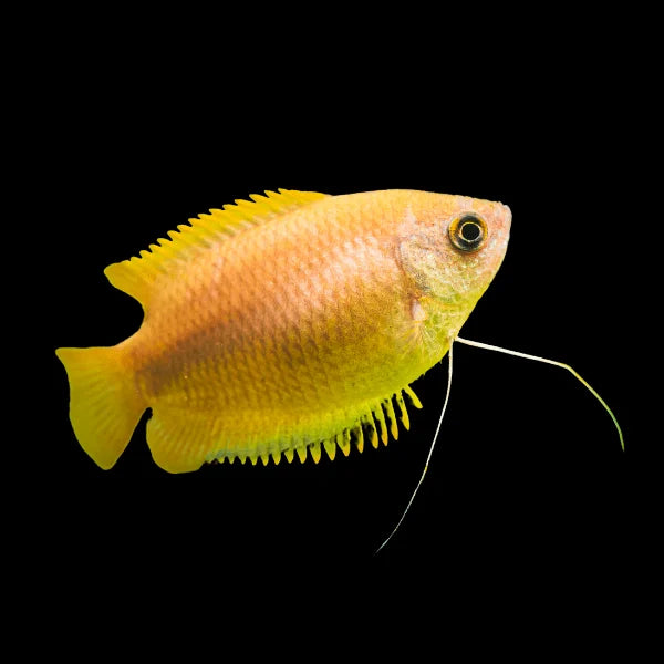 HONEY GOURAMI