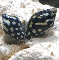 DOVE SNAIL