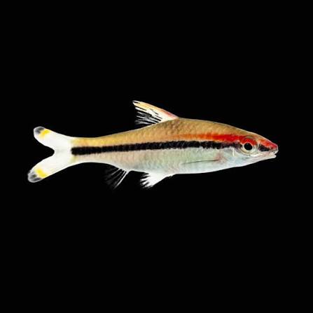 DENISON BARB WHITE