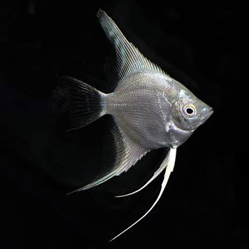 PLATINUM LONGFIN ANGEL