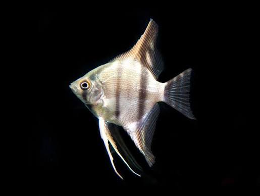 ALTUM ANGEL PERUVENSIS