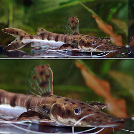 TIGER SHOVELNOSE