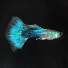 NEON BLUE MALE GUPPY