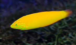 CANARY WRASSE