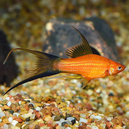 RED LYRETAIL SWORDTAIL