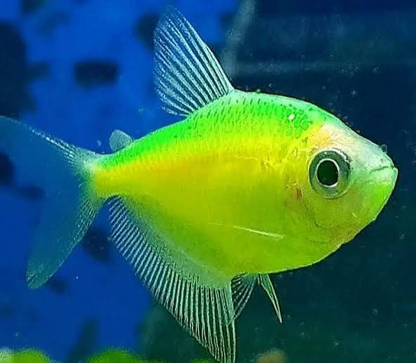 FLUORESCENT GREEN TETRA