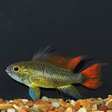 COCKATOO DWARF CICHLID