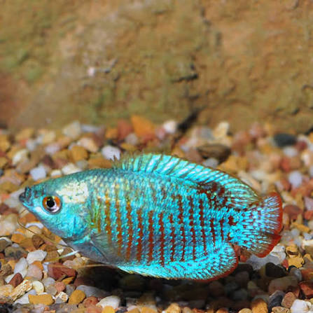 NEON BLUE GOURAMI
