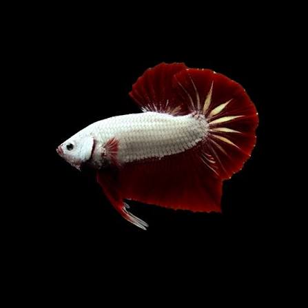RED DRAGON MALE