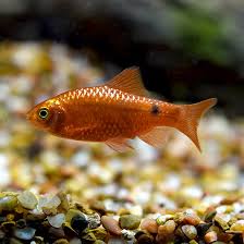 ROSY BARB