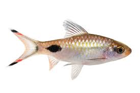 FILAMENTOSA BARB