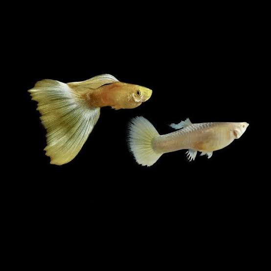 FULL GOLD PAIR