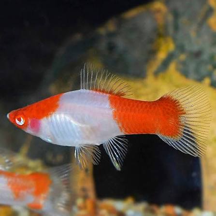 KOHAKU WAG SWORDTAIL