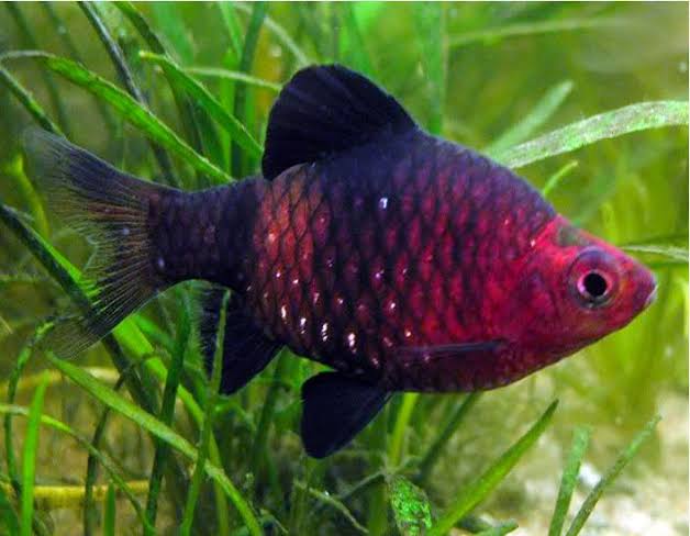 BLACK RUBY BARB