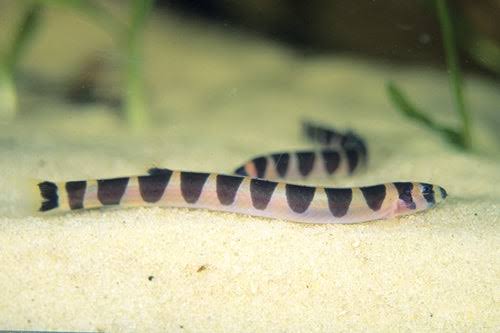 STRIPED KUHLI LOACH