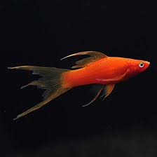 RED BLOOD HI-FI SWORDTAIL PLATY