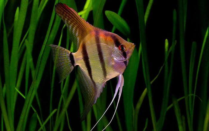 ALTUM ANGEL (PERUENSIS)